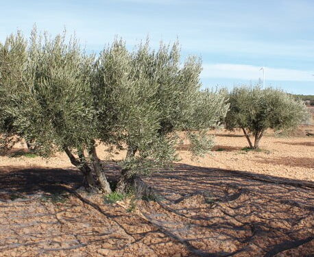 Comprar Manto de recogida de aceituna