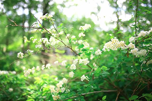 Decorar un jardín con césped artificial