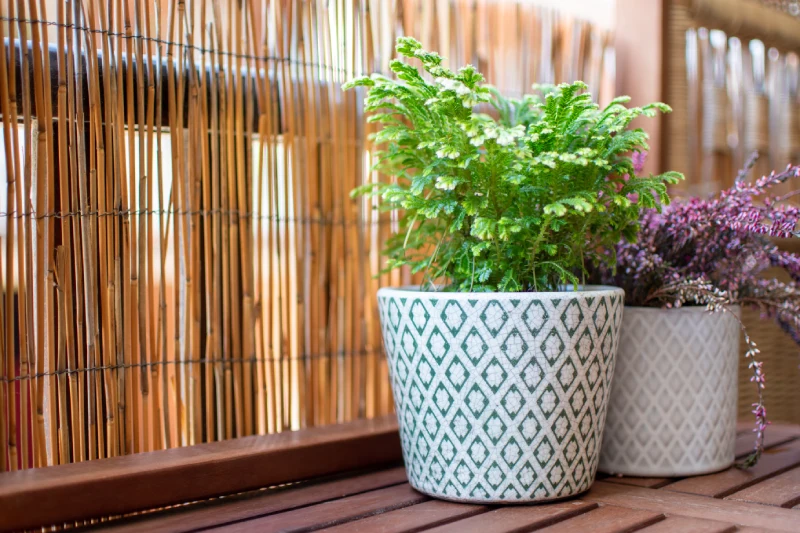 plantas para balcones pequeños