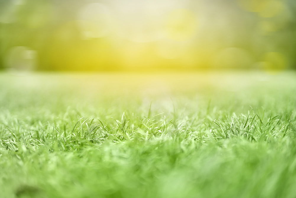 especialistas en jardin Tienda especializada en productos de jardín | Bricoeasy