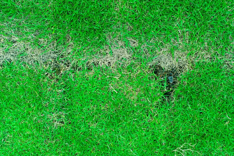 césped natural con hongos