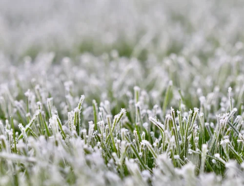 Césped artificial en invierno: heladas y mantenimiento