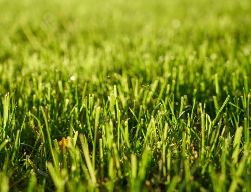 ¿Cómo preparar tu jardín y terraza para el verano? Guía completa paso a paso